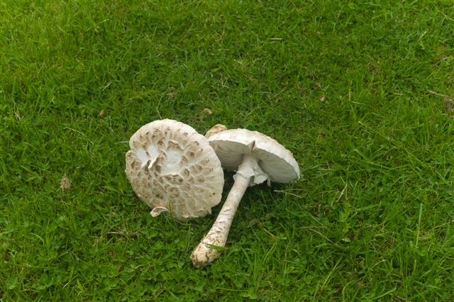 fungo da determinare